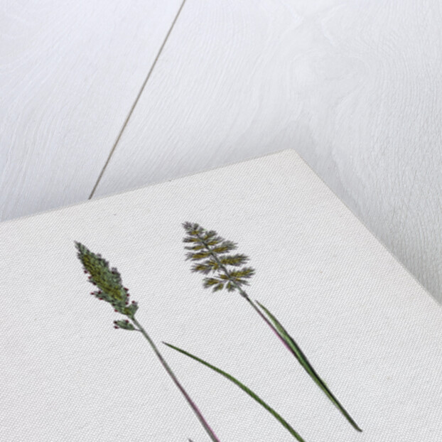 Köleria Cristata Crested Hair-Grass by Anonymous