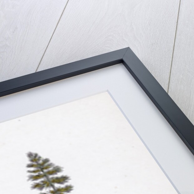 Köleria Cristata Crested Hair-Grass by Anonymous