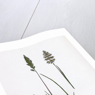 Köleria Cristata Crested Hair-Grass by Anonymous