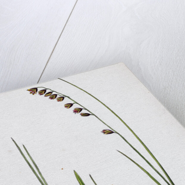 Melica Nutans Nodding Melic-Grass by Anonymous