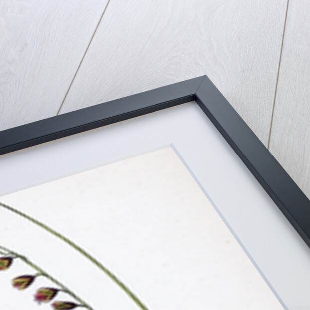 Melica Nutans Nodding Melic-Grass by Anonymous