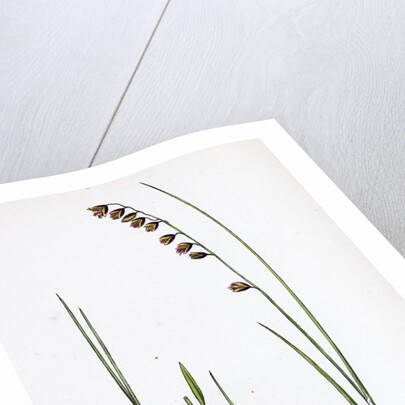 Melica Nutans Nodding Melic-Grass by Anonymous