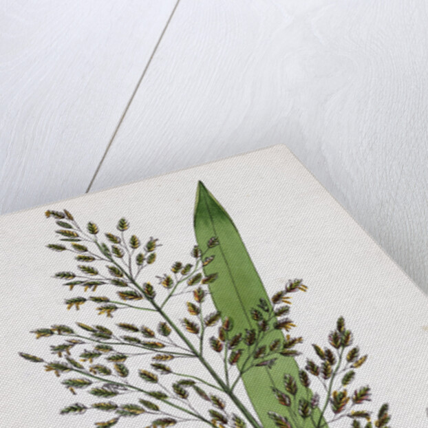 Glyceria Aquatica Reed Meadow-Grass by Anonymous