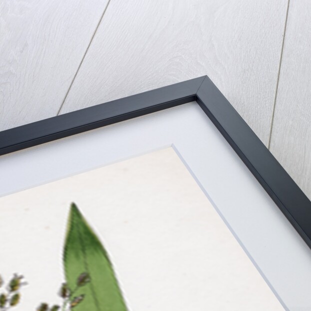 Glyceria Aquatica Reed Meadow-Grass by Anonymous