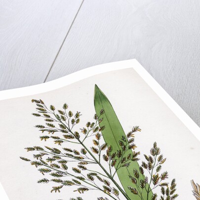 Glyceria Aquatica Reed Meadow-Grass by Anonymous