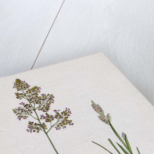 Corynephorus Canescens Grey Hair-Grass by Anonymous