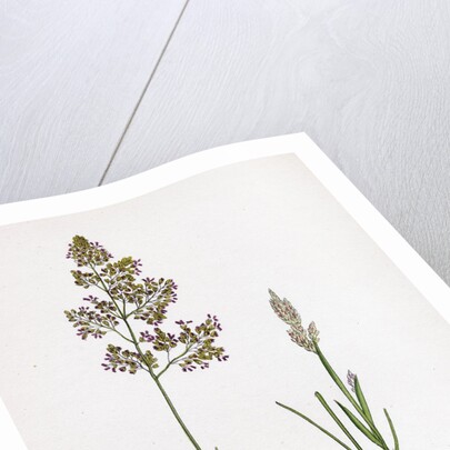 Corynephorus Canescens Grey Hair-Grass by Anonymous