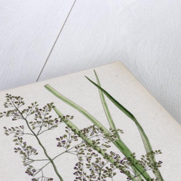 Aira Eu-Caespitosa Tufted Hair-Grass by Anonymous