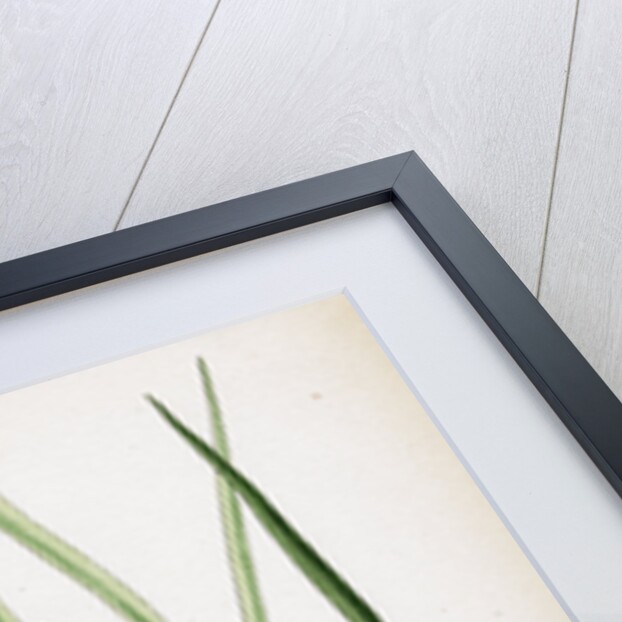 Aira Eu-Caespitosa Tufted Hair-Grass by Anonymous