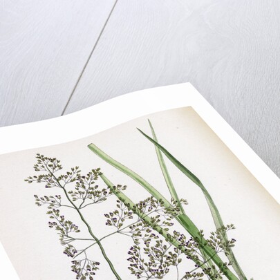 Aira Eu-Caespitosa Tufted Hair-Grass by Anonymous