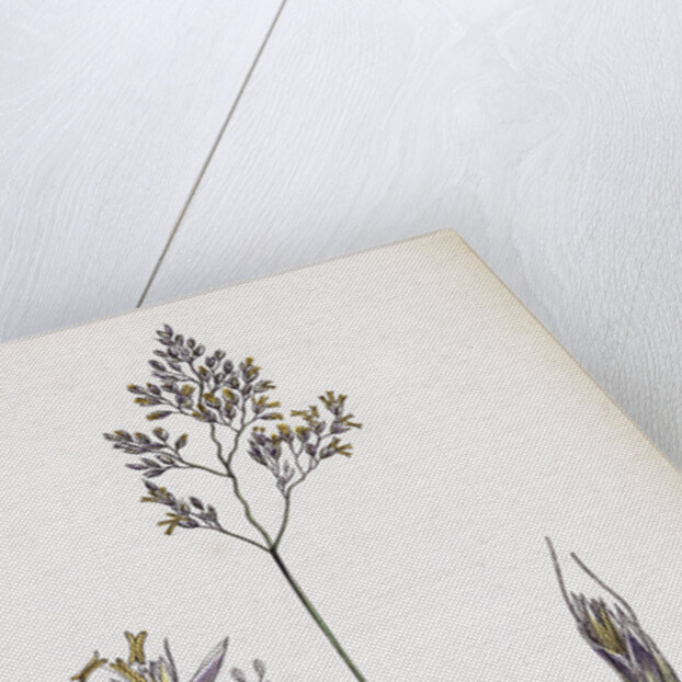 Aira Eu-Fluxuosa Heath Hair-Grass by Anonymous