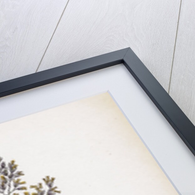 Aira Eu-Fluxuosa Heath Hair-Grass by Anonymous