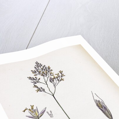 Aira Eu-Fluxuosa Heath Hair-Grass by Anonymous