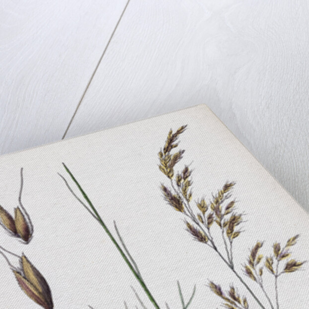 Aira Uliginosa Bog Hair-Grass by Anonymous