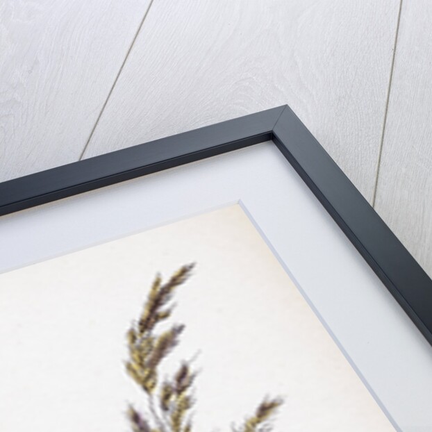 Aira Uliginosa Bog Hair-Grass by Anonymous