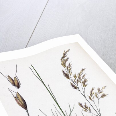 Aira Uliginosa Bog Hair-Grass by Anonymous