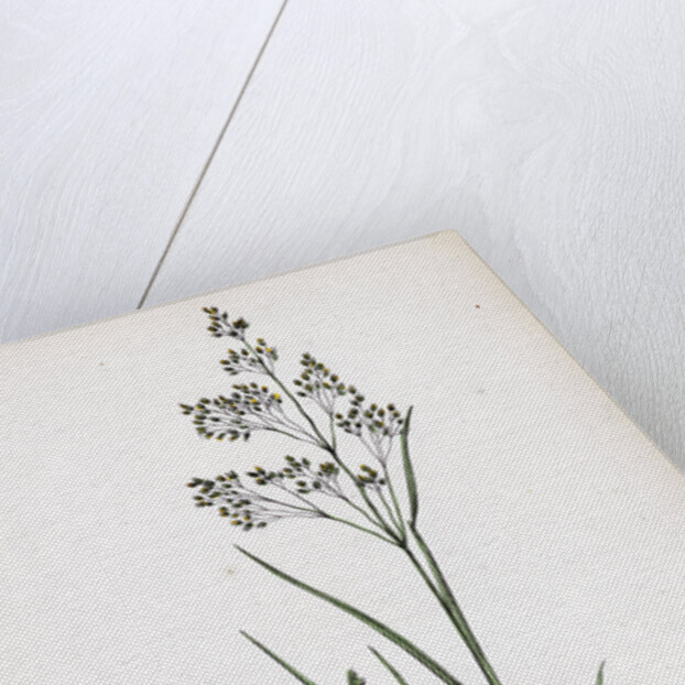 Aira Caryophyllea Silvery Hair-Grass by Anonymous