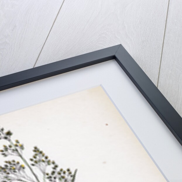 Aira Caryophyllea Silvery Hair-Grass by Anonymous