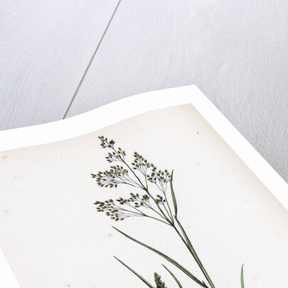 Aira Caryophyllea Silvery Hair-Grass by Anonymous