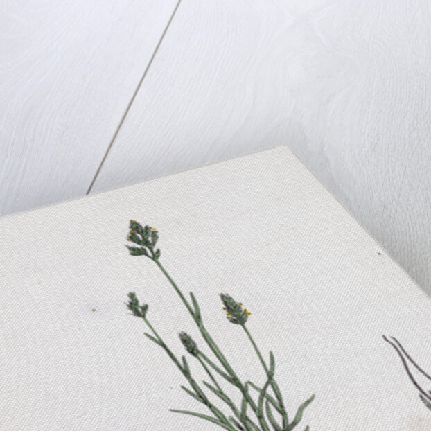 Aira Praecox Early Hair-Grass by Anonymous