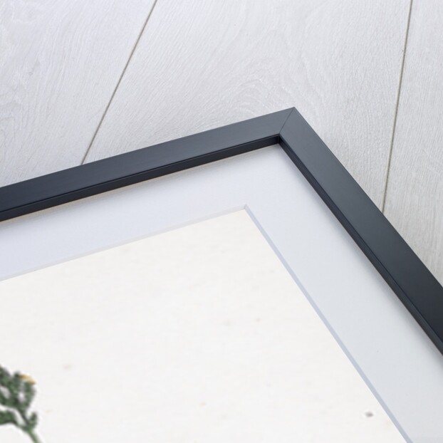 Aira Praecox Early Hair-Grass by Anonymous