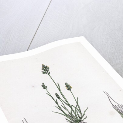 Aira Praecox Early Hair-Grass by Anonymous