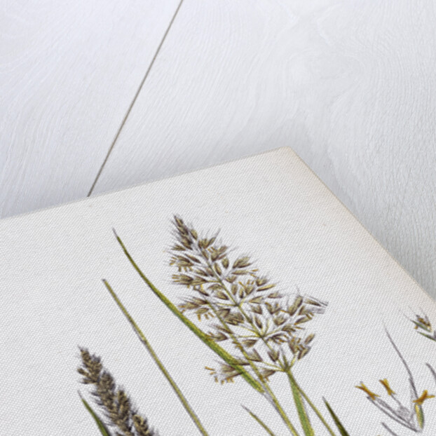 Avena Flavescens Yellow Oat-Grass by Anonymous