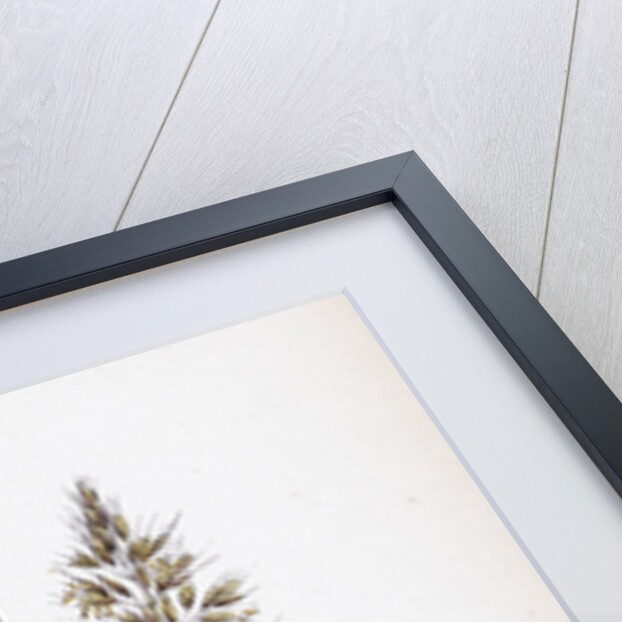 Avena Flavescens Yellow Oat-Grass by Anonymous