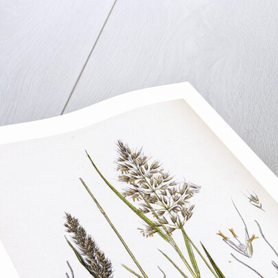 Avena Flavescens Yellow Oat-Grass by Anonymous