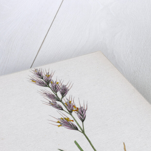 Avena Pratensis Var. Genuina Glabrous Oat-Grass Var. A. by Anonymous