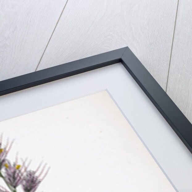 Avena Pratensis Var. Genuina Glabrous Oat-Grass Var. A. by Anonymous