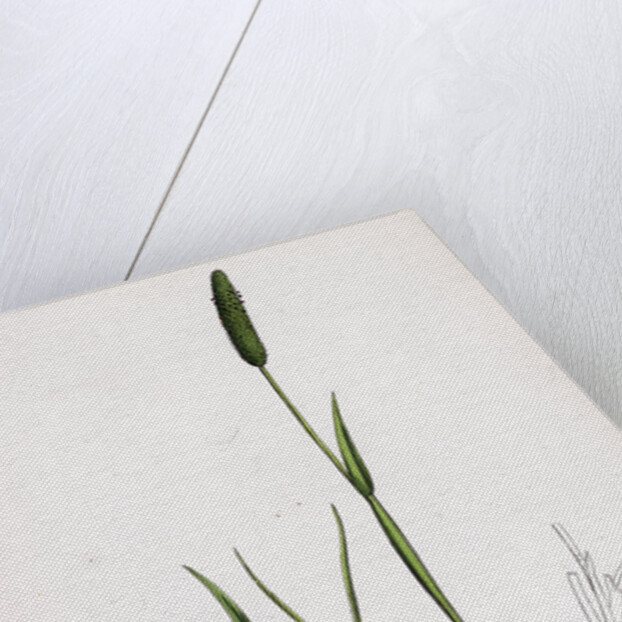 Alopecurus Eu-Geniculatus Bent-Stemmed Fox-Tail-Grass by Anonymous