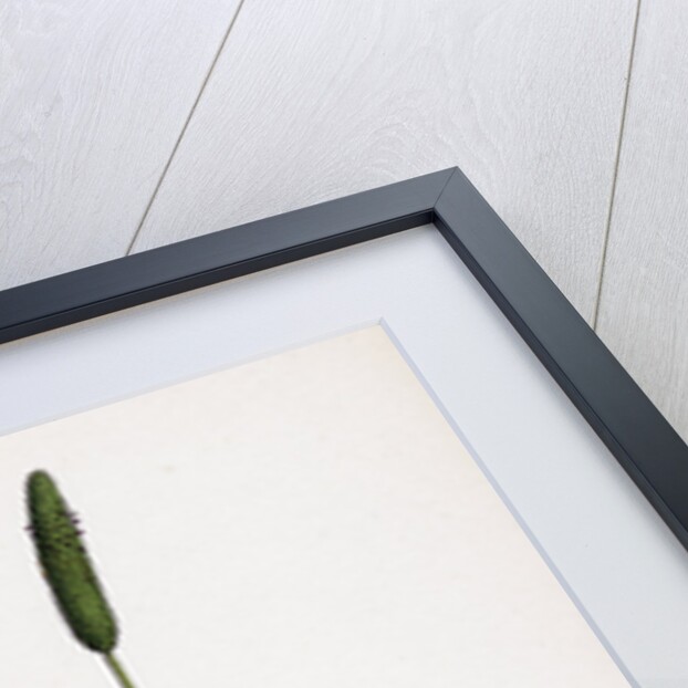 Alopecurus Eu-Geniculatus Bent-Stemmed Fox-Tail-Grass by Anonymous