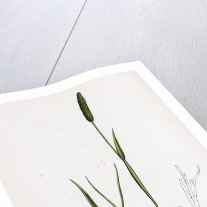 Alopecurus Eu-Geniculatus Bent-Stemmed Fox-Tail-Grass by Anonymous