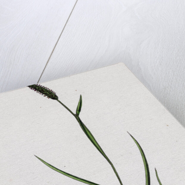 Alopecurus Bulbosus Tuberous Fox-Tail-Grass by Anonymous