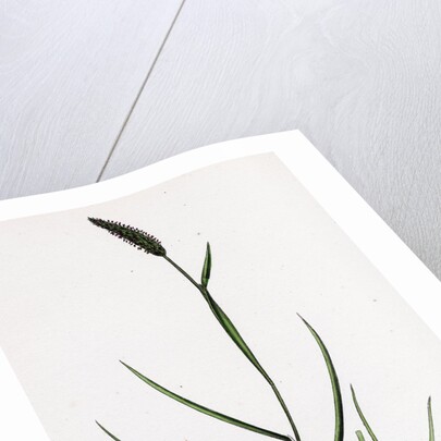 Alopecurus Bulbosus Tuberous Fox-Tail-Grass by Anonymous