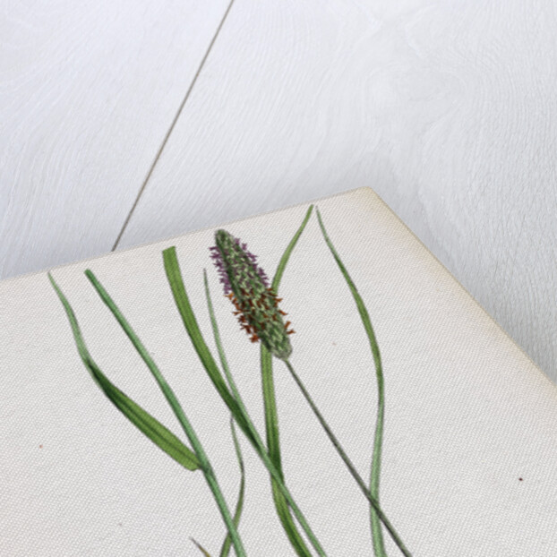 Alopecurus Pratensis Meadow Fox-Tail-Grass by Anonymous