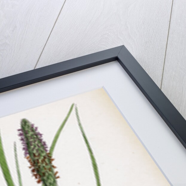 Alopecurus Pratensis Meadow Fox-Tail-Grass by Anonymous