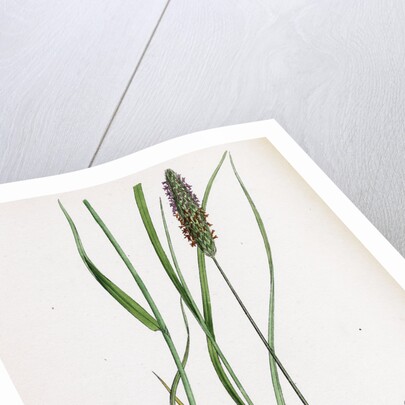 Alopecurus Pratensis Meadow Fox-Tail-Grass by Anonymous