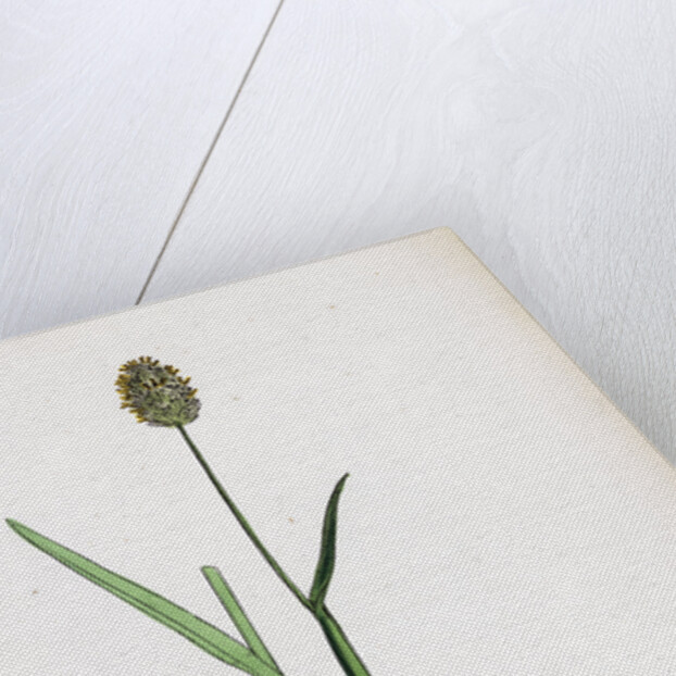 Alopecurus Alpinus Alpine Fox-Tail-Grass by Anonymous