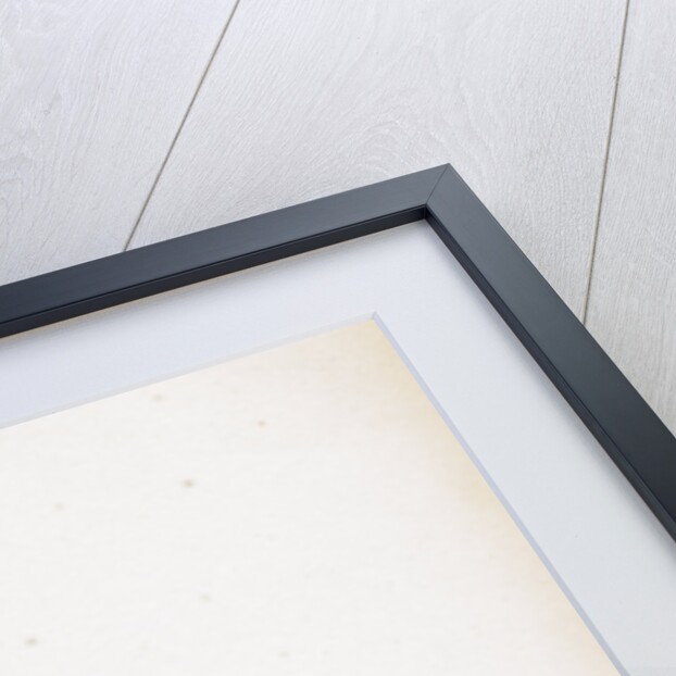 Alopecurus Alpinus Alpine Fox-Tail-Grass by Anonymous