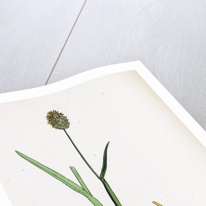 Alopecurus Alpinus Alpine Fox-Tail-Grass by Anonymous