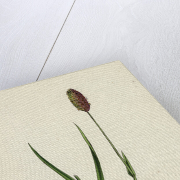 Phleum Alpinum Alpine Timothy-Grass by Anonymous