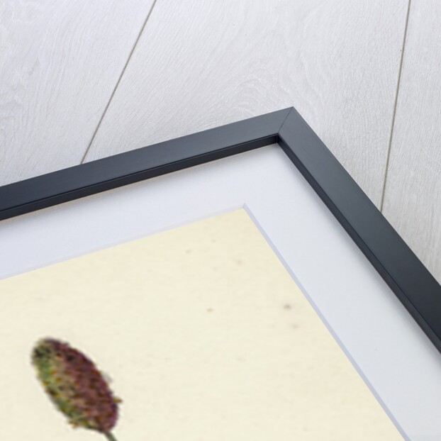 Phleum Alpinum Alpine Timothy-Grass by Anonymous