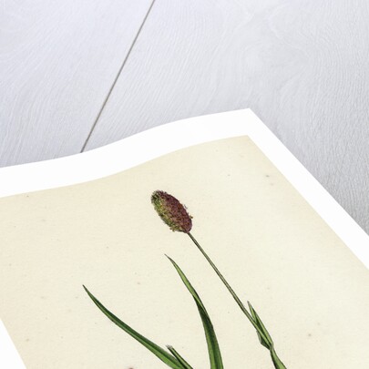 Phleum Alpinum Alpine Timothy-Grass by Anonymous