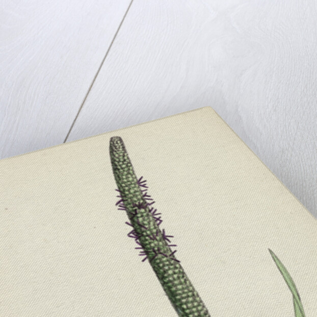 Phleum Pratense Var. Genuinum Common Timothy-Grass Var. A. by Anonymous