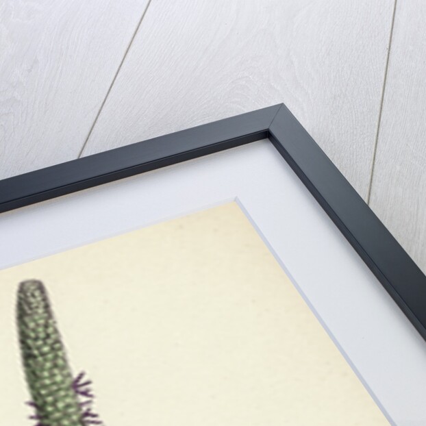 Phleum Pratense Var. Genuinum Common Timothy-Grass Var. A. by Anonymous