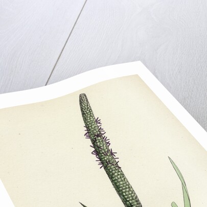 Phleum Pratense Var. Genuinum Common Timothy-Grass Var. A. by Anonymous