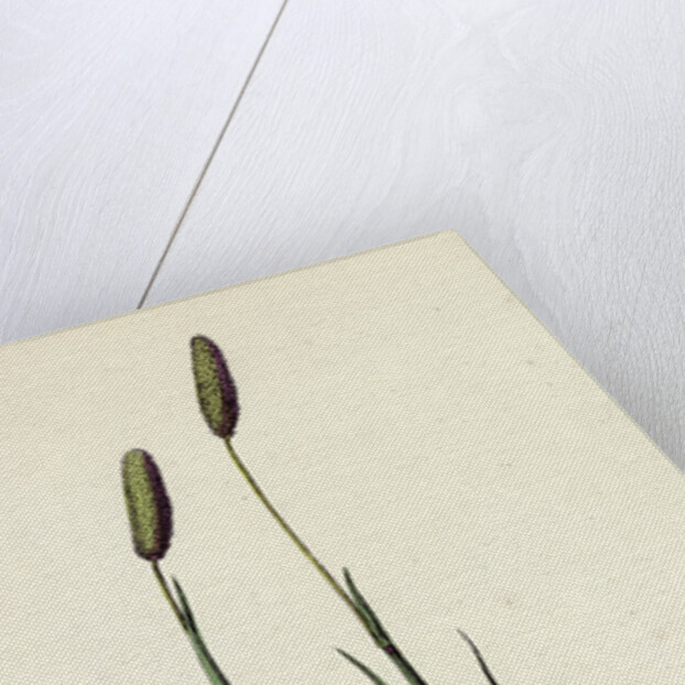 Phleum Pratense Var. Nodosum Common Timothy-Grass Var. B. by Anonymous