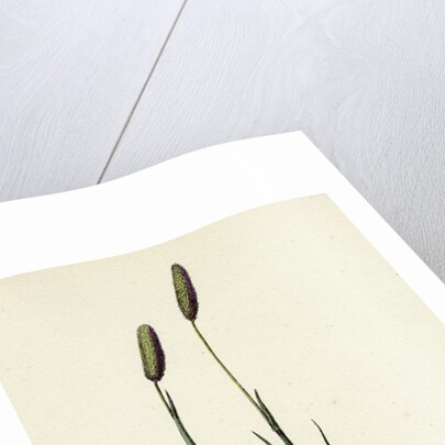 Phleum Pratense Var. Nodosum Common Timothy-Grass Var. B. by Anonymous